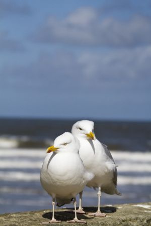 seagull whitby 3 sm.jpg